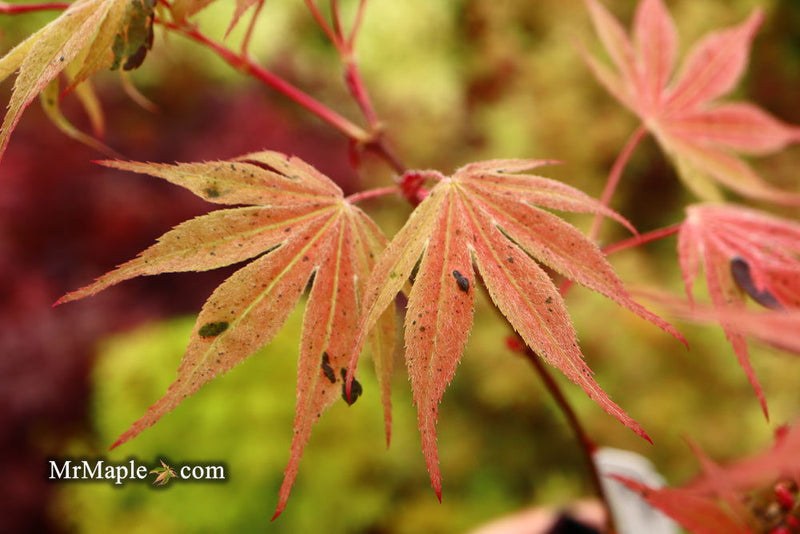 - Acer palmatum ‘Geisha’ Pink Japanese Maple - Mr Maple │ Buy Japanese Maple Trees