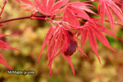 - Acer palmatum ‘Geisha’ Pink Japanese Maple - Mr Maple │ Buy Japanese Maple Trees