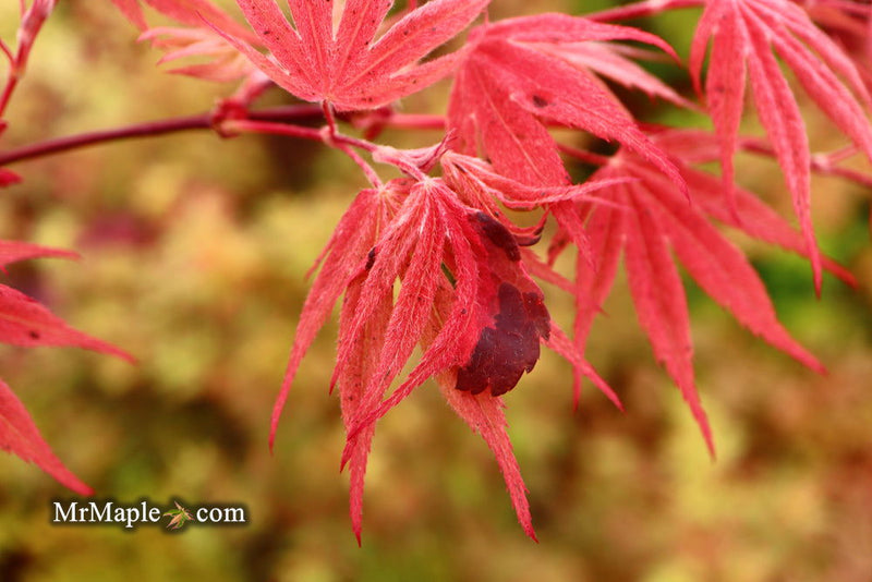 - Acer palmatum ‘Geisha’ Pink Japanese Maple - Mr Maple │ Buy Japanese Maple Trees