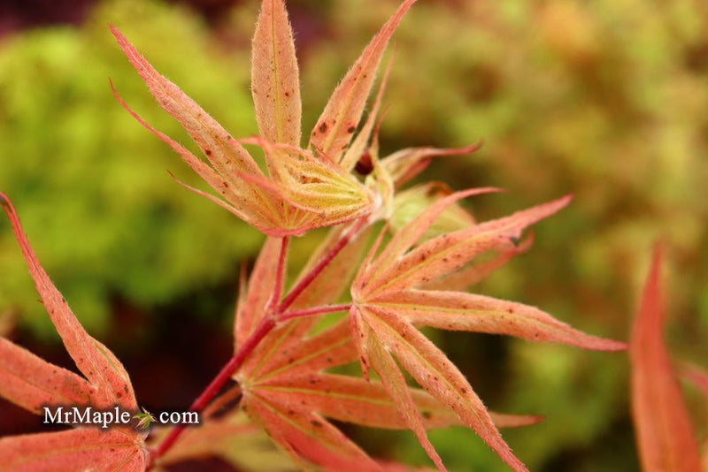 - Acer palmatum ‘Geisha’ Pink Japanese Maple - Mr Maple │ Buy Japanese Maple Trees