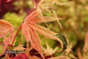 - Acer palmatum ‘Geisha’ Pink Japanese Maple - Mr Maple │ Buy Japanese Maple Trees