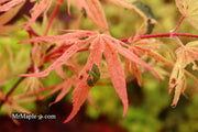 - Acer palmatum ‘Geisha’ Pink Japanese Maple - Mr Maple │ Buy Japanese Maple Trees