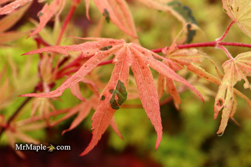- Acer palmatum ‘Geisha’ Pink Japanese Maple - Mr Maple │ Buy Japanese Maple Trees