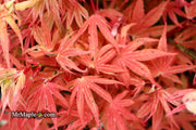 - Acer palmatum ‘Geisha’ Pink Japanese Maple - Mr Maple │ Buy Japanese Maple Trees