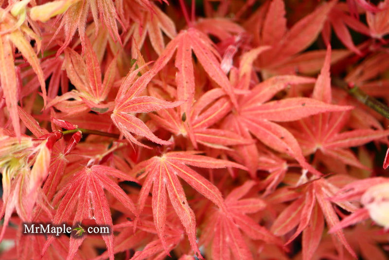 - Acer palmatum ‘Geisha’ Pink Japanese Maple - Mr Maple │ Buy Japanese Maple Trees