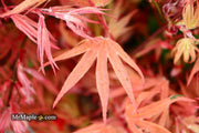 - Acer palmatum ‘Geisha’ Pink Japanese Maple - Mr Maple │ Buy Japanese Maple Trees