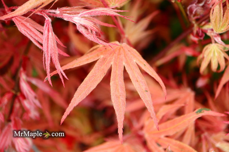 - Acer palmatum ‘Geisha’ Pink Japanese Maple - Mr Maple │ Buy Japanese Maple Trees