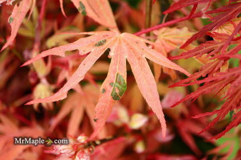 - Acer palmatum ‘Geisha’ Pink Japanese Maple - Mr Maple │ Buy Japanese Maple Trees