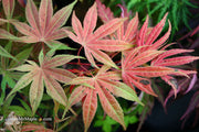 - Acer palmatum ‘Geisha’ Pink Japanese Maple - Mr Maple │ Buy Japanese Maple Trees