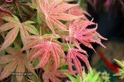 - Acer palmatum ‘Geisha’ Pink Japanese Maple - Mr Maple │ Buy Japanese Maple Trees