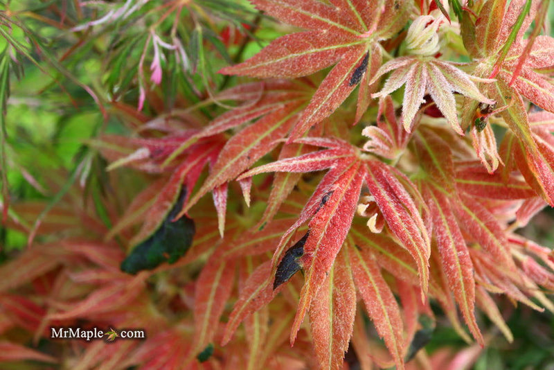 - Acer palmatum ‘Geisha’ Pink Japanese Maple - Mr Maple │ Buy Japanese Maple Trees