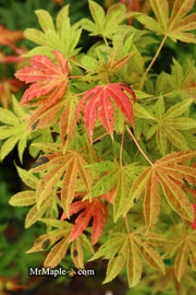 - Acer palmatum ‘Geisha’ Pink Japanese Maple - Mr Maple │ Buy Japanese Maple Trees