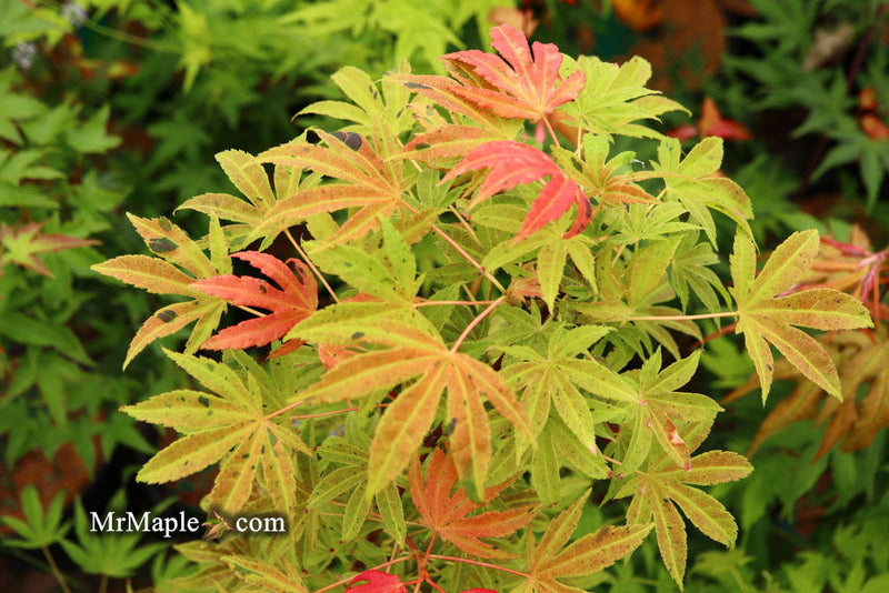 - Acer palmatum ‘Geisha’ Pink Japanese Maple - Mr Maple │ Buy Japanese Maple Trees