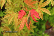 - Acer palmatum ‘Geisha’ Pink Japanese Maple - Mr Maple │ Buy Japanese Maple Trees