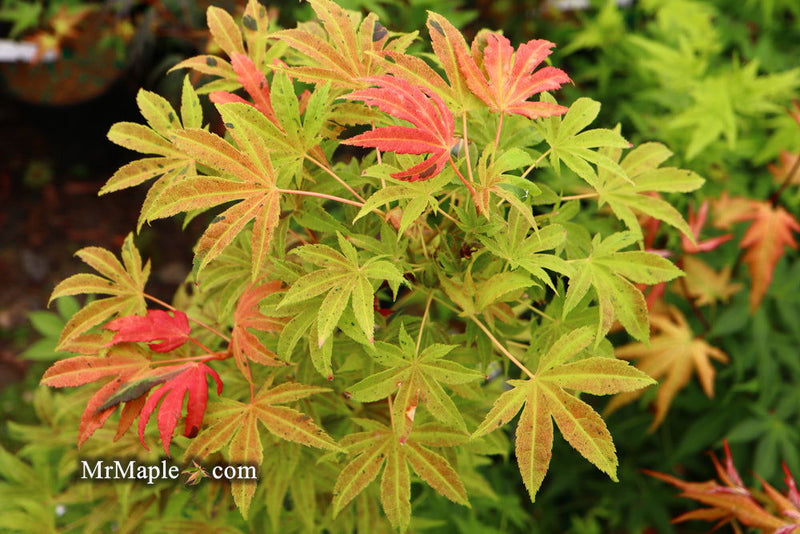 - Acer palmatum ‘Geisha’ Pink Japanese Maple - Mr Maple │ Buy Japanese Maple Trees
