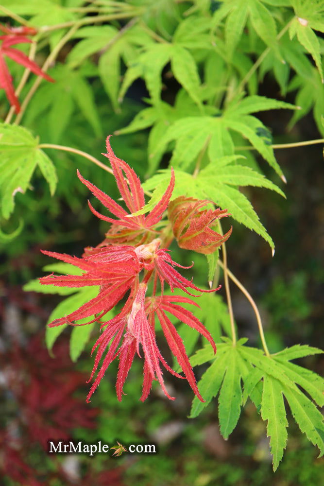 - Acer palmatum ‘Geisha’ Pink Japanese Maple - Mr Maple │ Buy Japanese Maple Trees