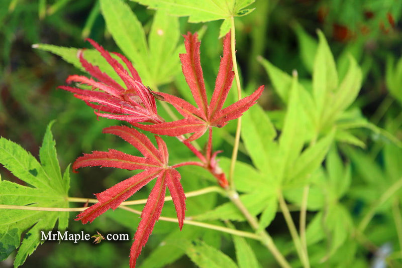 - Acer palmatum ‘Geisha’ Pink Japanese Maple - Mr Maple │ Buy Japanese Maple Trees