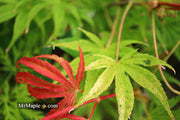 - Acer palmatum ‘Geisha’ Pink Japanese Maple - Mr Maple │ Buy Japanese Maple Trees