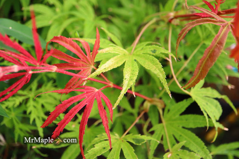 - Acer palmatum ‘Geisha’ Pink Japanese Maple - Mr Maple │ Buy Japanese Maple Trees