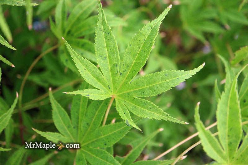 - Acer palmatum ‘Geisha’ Pink Japanese Maple - Mr Maple │ Buy Japanese Maple Trees
