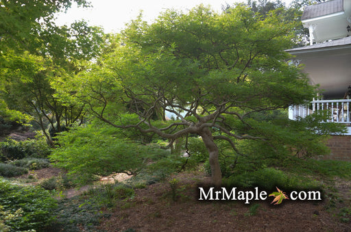 - Acer palmatum 'Germaine's Gyration' Weeping Japanese Maple - Mr Maple │ Buy Japanese Maple Trees