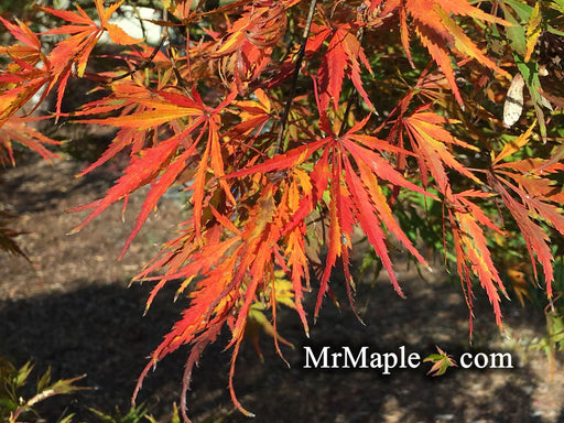 - Acer palmatum 'Germaine's Gyration' Weeping Japanese Maple - Mr Maple │ Buy Japanese Maple Trees