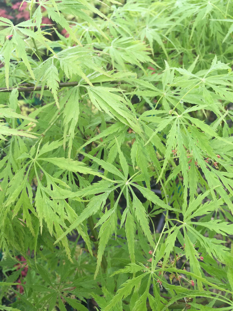 - Acer palmatum 'Germaine's Gyration' Weeping Japanese Maple - Mr Maple │ Buy Japanese Maple Trees