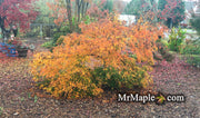 - Acer palmatum 'Germaine's Gyration' Weeping Japanese Maple - Mr Maple │ Buy Japanese Maple Trees