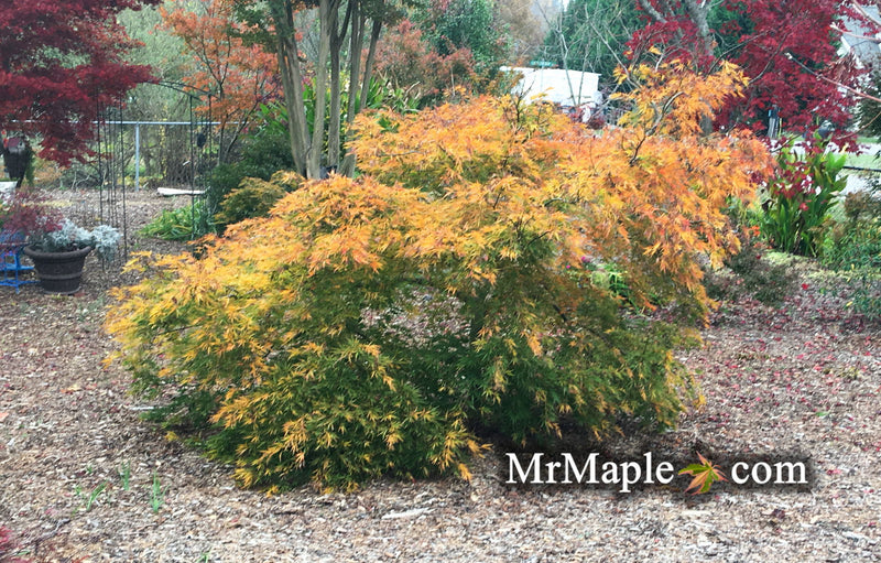 - Acer palmatum 'Germaine's Gyration' Weeping Japanese Maple - Mr Maple │ Buy Japanese Maple Trees