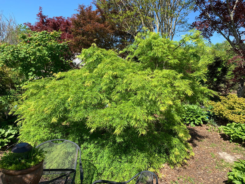 - Acer palmatum 'Germaine's Gyration' Weeping Japanese Maple - Mr Maple │ Buy Japanese Maple Trees