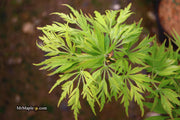 - Acer palmatum 'Germaine's Gyration' Weeping Japanese Maple - Mr Maple │ Buy Japanese Maple Trees
