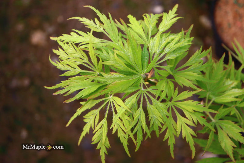 - Acer palmatum 'Germaine's Gyration' Weeping Japanese Maple - Mr Maple │ Buy Japanese Maple Trees