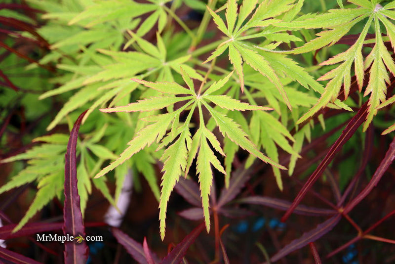 - Acer palmatum 'Germaine's Gyration' Weeping Japanese Maple - Mr Maple │ Buy Japanese Maple Trees