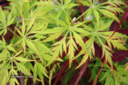 - Acer palmatum 'Germaine's Gyration' Weeping Japanese Maple - Mr Maple │ Buy Japanese Maple Trees