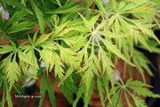 - Acer palmatum 'Germaine's Gyration' Weeping Japanese Maple - Mr Maple │ Buy Japanese Maple Trees