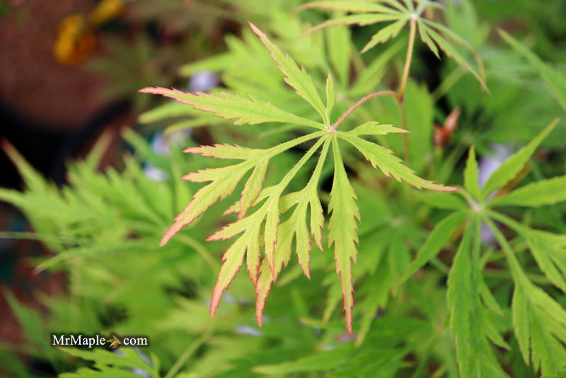 - Acer palmatum 'Germaine's Gyration' Weeping Japanese Maple - Mr Maple │ Buy Japanese Maple Trees