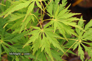 - Acer palmatum 'Germaine's Gyration' Weeping Japanese Maple - Mr Maple │ Buy Japanese Maple Trees