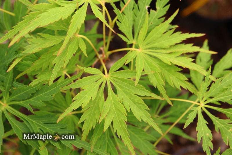 - Acer palmatum 'Germaine's Gyration' Weeping Japanese Maple - Mr Maple │ Buy Japanese Maple Trees