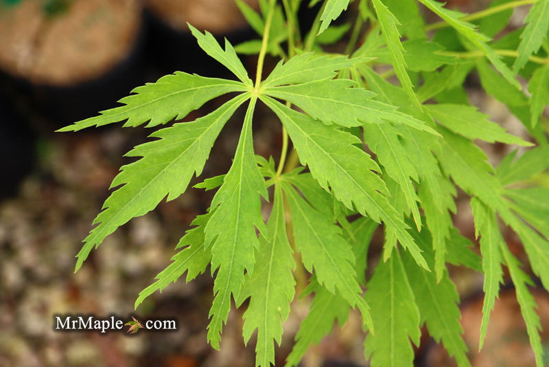 - Acer palmatum 'Germaine's Gyration' Weeping Japanese Maple - Mr Maple │ Buy Japanese Maple Trees