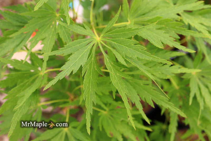 - Acer palmatum 'Germaine's Gyration' Weeping Japanese Maple - Mr Maple │ Buy Japanese Maple Trees