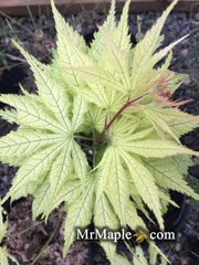 - Acer palmatum 'Ghost Dancer' Japanese Maple - Mr Maple │ Buy Japanese Maple Trees