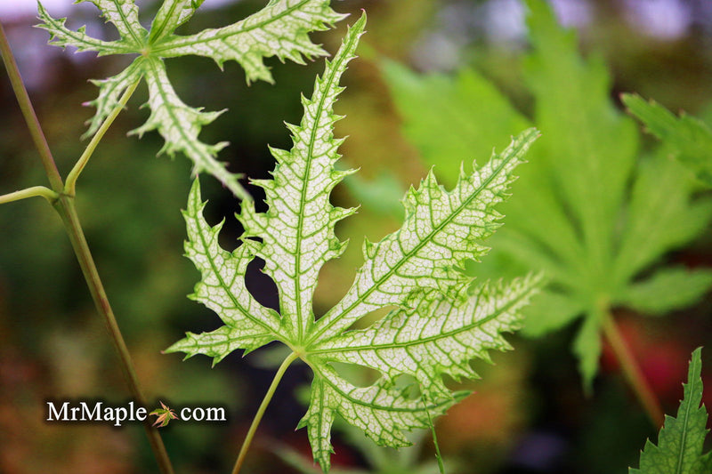- Acer palmatum 'Ghost Dancer' Japanese Maple - Mr Maple │ Buy Japanese Maple Trees