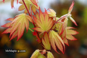 - Acer palmatum 'Ghost Dancer' Japanese Maple - Mr Maple │ Buy Japanese Maple Trees