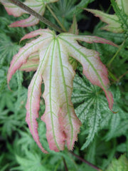 - Acer palmatum 'Ghost Dancer' Japanese Maple - Mr Maple │ Buy Japanese Maple Trees