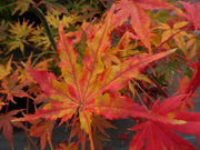 - Acer palmatum 'Ghost Dancer' Japanese Maple - Mr Maple │ Buy Japanese Maple Trees