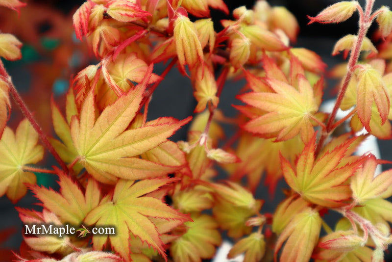 - Acer palmatum 'Ghost Dancer' Japanese Maple - Mr Maple │ Buy Japanese Maple Trees