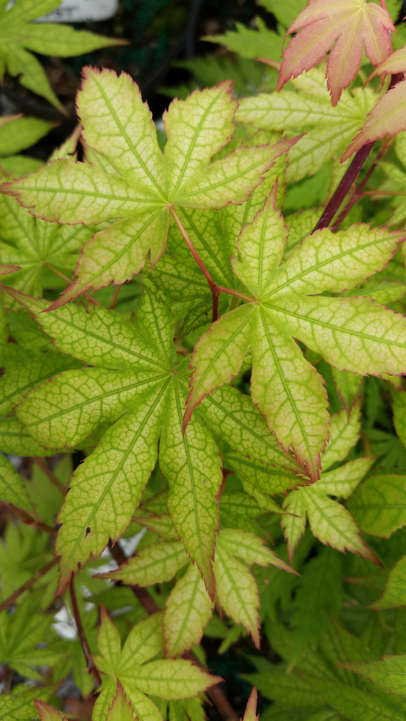 - Acer palmatum 'Ghost Dancer' Japanese Maple - Mr Maple │ Buy Japanese Maple Trees