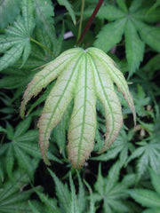 - Acer palmatum 'Ghost Dancer' Japanese Maple - Mr Maple │ Buy Japanese Maple Trees