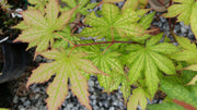 - Acer palmatum 'Ghost Dancer' Japanese Maple - Mr Maple │ Buy Japanese Maple Trees
