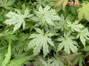 - Acer palmatum 'Ghost Dancer' Japanese Maple - Mr Maple │ Buy Japanese Maple Trees